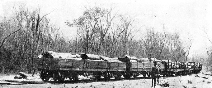 A LOG-TRAIN in Northern Rhodesia