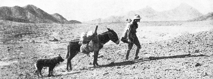 BEFORE THE RAILWAY CAME, a simpler mode of transport served the prospector in the desert